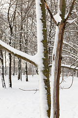 Image showing trees covered with snow