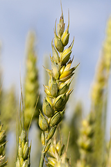 Image showing wheat field.