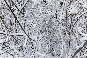 Image showing Snow drifts in winter