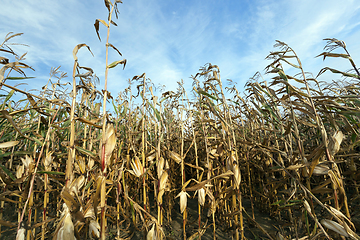 Image showing ears of ripe corn