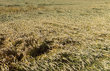 Image showing broken wheat field