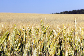 Image showing yellow farm field