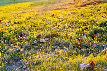 Image showing The fallen maple leaves