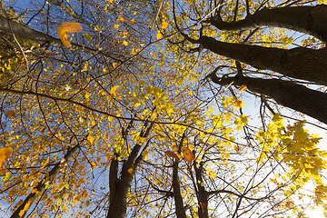 Image showing the leaves on the trees