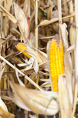 Image showing Field corn, agriculture