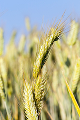 Image showing immature green grass