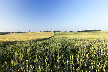 Image showing green unripe cereal