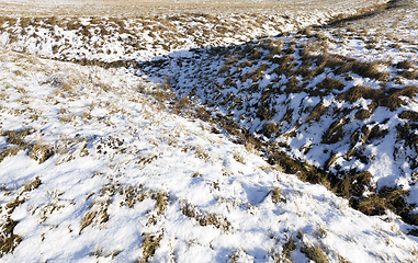 Image showing Grass under the snow