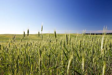 Image showing Field with cereal