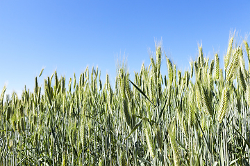 Image showing agricultural field with green