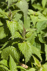 Image showing stinging nettle