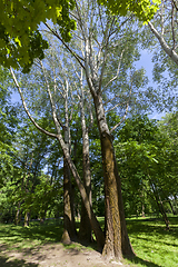 Image showing Spring green park