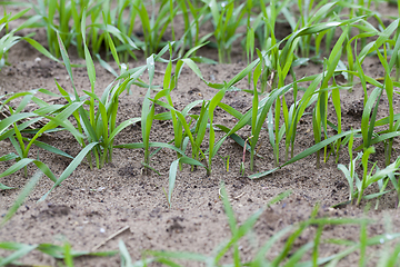 Image showing Rows of young wheat