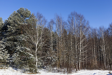 Image showing Winter forest, close-up