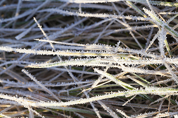 Image showing green grass in the frost