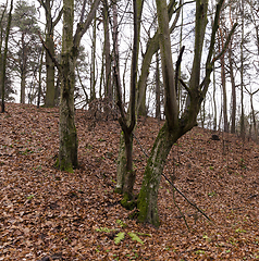 Image showing Late autumn, forest