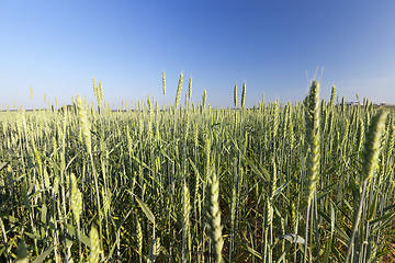 Image showing green unripe cereal