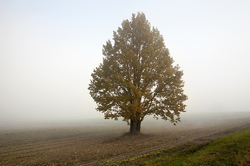 Image showing field and tree, fog