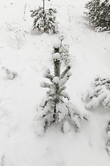 Image showing young pine tree