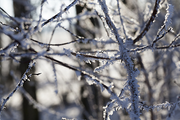 Image showing Hoarfrost on the branches of a tree