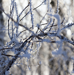 Image showing Winter time of the year