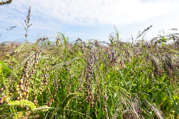 Image showing agricultural field with green