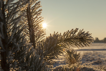 Image showing Pines in the rime