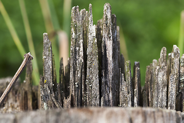 Image showing Old broken trunk