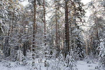 Image showing pine forest in winter