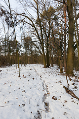 Image showing Winter forest, close-up