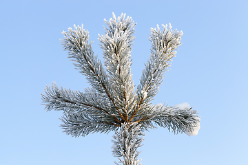 Image showing Trees under frost