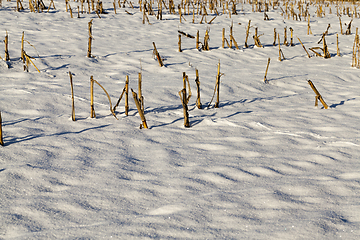 Image showing Snow drifts in winter