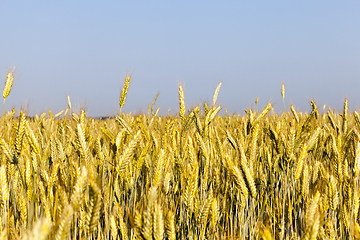 Image showing wheat field, close-up