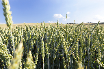 Image showing agriculture, unripe wheat