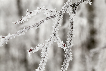 Image showing Frost in the trees