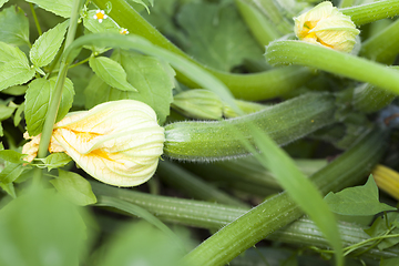 Image showing Crop fruit garden