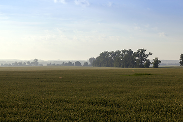 Image showing Field of rye