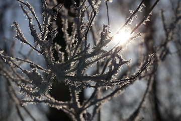 Image showing Frost on the branches of a tree