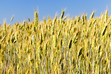 Image showing mature yellowed grass