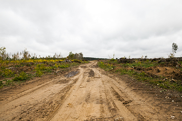 Image showing trees after the hurricane