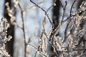 Image showing Winter time of the year