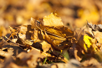 Image showing Yellow fallen leaves