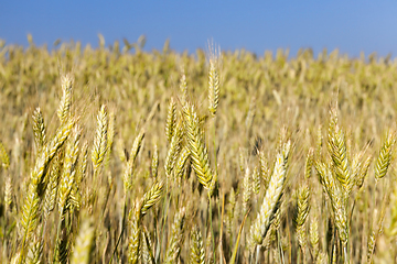 Image showing agricultural field and blue sky