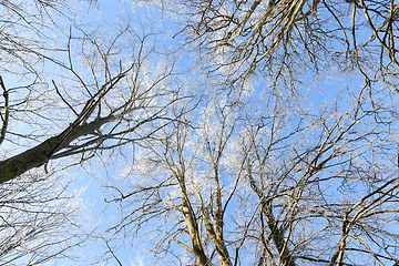 Image showing Winter forest, close-up