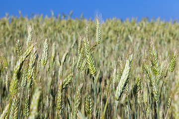 Image showing green immature cereals