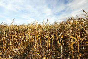 Image showing ears of ripe corn