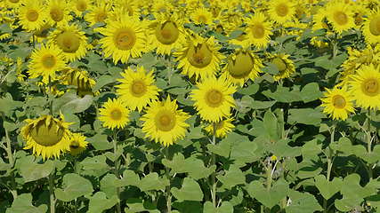 Image showing Field of flowering sunflowers with bees collecting honey