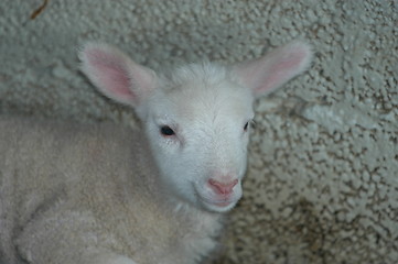 Image showing Lamb_22.04.2005