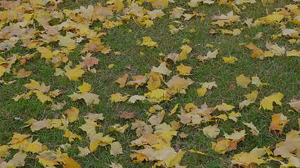 Image showing Autumn leaves falling, natural landscape