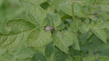 Image showing Colorado beetle eats a potato leaves young